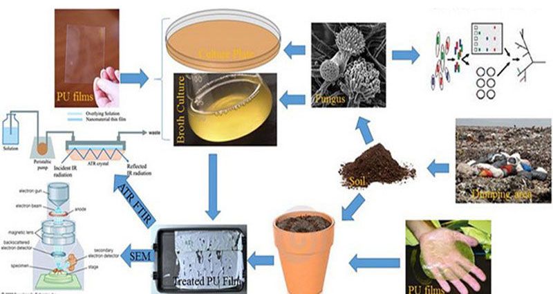 Грибок Aspergillus Tubingensis умеет разрушать пластик