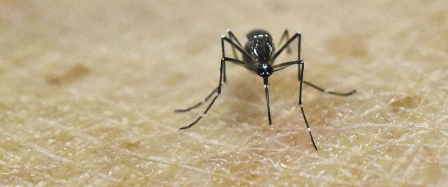 Комар рода Aedes переносящий вирус Зика