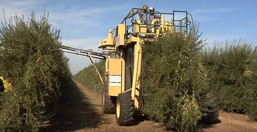 Машина по сбору оливок New Holland ED-209