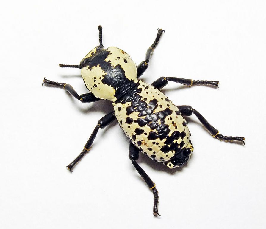 Железный жук Зоферус (Zopherus nodulosus haldemani).